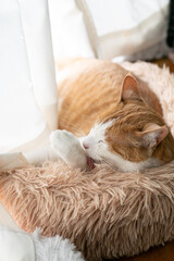 窓辺で毛繕いをする猫　茶トラ白