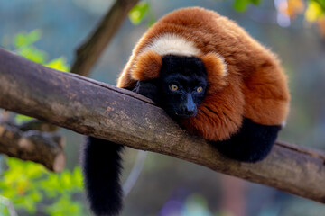 Obraz premium Selective focus of red ruffed lemur with plush chestnut or orange-red coat all the more striking of their black face and tail, The Varecia rubra is one of two species in the genus Varecia, Madagascar