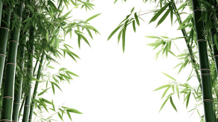 Naklejka premium Bamboo forest background with green leaves and a tropical nature vibe