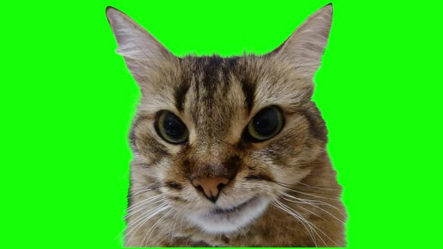 Cat funny reaction green screen background, cat meme template green screen background 