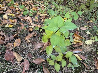 Lilac (Syringa vulgaris) small saplings with green leaves. Close up of lilac young plant. Syringa vulgaris, the lilac or common lilac, is a species of flowering plant in the olive family, Oleaceae.