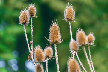 Obraz premium Dried inflorescence of Dipsacus laciniatus in autumn. cutleaf teasel.