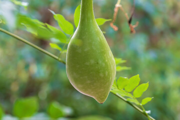 Green Calabash fruit. bottle gourd, white-flowered gourd, long melon, birdhouse gourd, New Guinea...