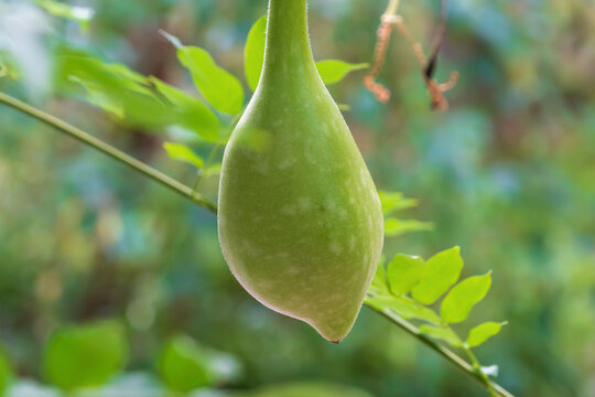 Green Calabash fruit. bottle gourd, white-flowered gourd, long melon, birdhouse gourd, New Guinea bean, New Guinea butter bean, Tasmania bean