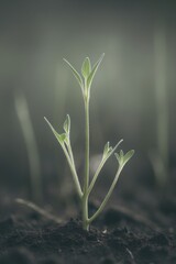 Green Shoots of Life Emerging from the Soil with a Digital Glow.