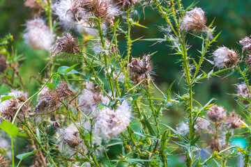 Cirsium vulgare, the spear thistle, bull thistle, common thistle.