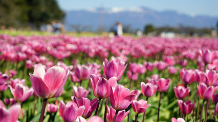 Obraz premium tulip farm festival in the spring