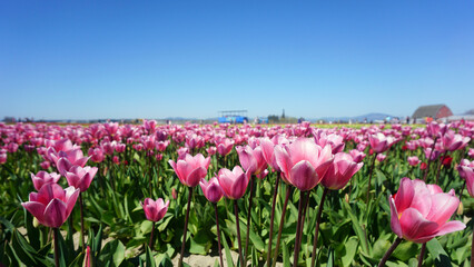 Obraz premium tulip farm festival in the spring