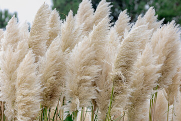 Selective focus of white cream puffy flower of Pampas grass in the garden with blurred green trees,...