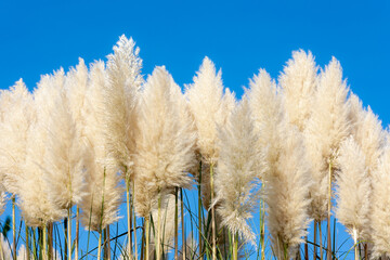 Selective focus of white cream puffy flowers of Pampas grass in the garden under blue sky,...