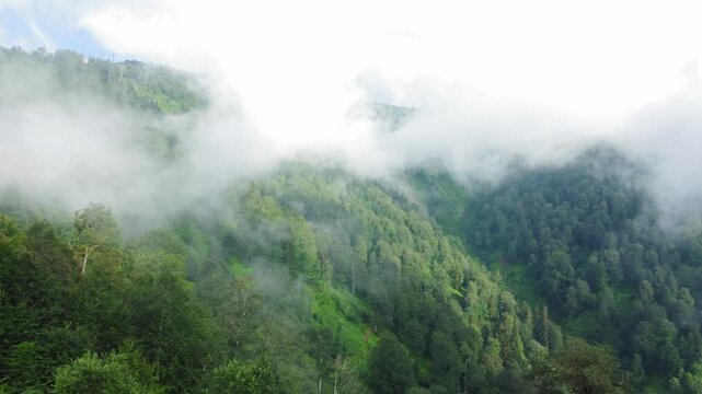 Low clouds float over mountainside covered with dense forest on summer day. Serene atmosphere enhances beauty of green landscape, creating tranquil environment. View from drone