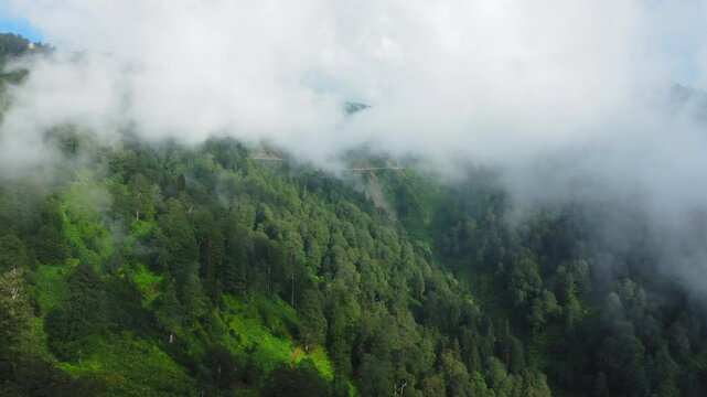 Low clouds float over mountainside covered with dense forest on summer day. Serene atmosphere enhances beauty of green landscape, creating tranquil environment. View from drone