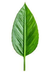 Obraz premium A single green leaf close-up, isolated on white background