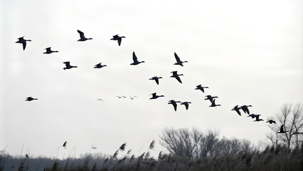 Obraz premium The silhouette of a flock of birds in the distance looks like dark shadows flying in mid-air