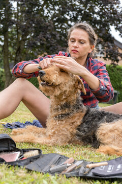Grooming session with airedale terrier in a park setting