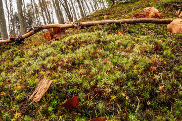 Macro  - Forest - Europe, Romania, Suceava region