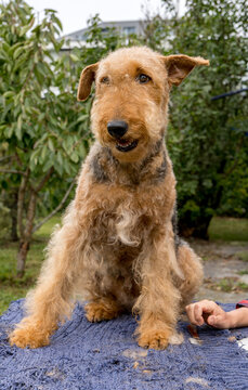 Grooming an Airedale Terrier, Hair Trimming Session Outdoors