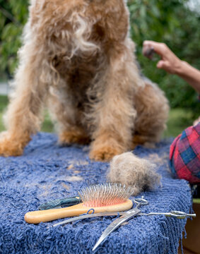 Grooming an Airedale Terrier, Hair Cutting Essentials Displayed