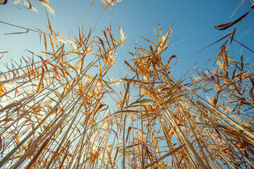 yellow reeds on the background of the blue sky. bottom view