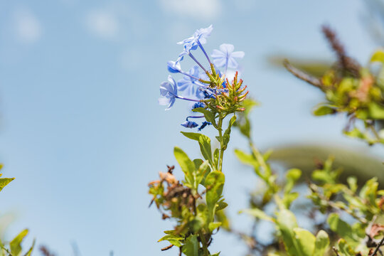 Cape Leadwort Showcasing Delicate Blue Blooms Against Sky