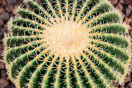 Close-up of Echinocactus Grusonii&rsquo;s Symmetrical Spiky Pattern