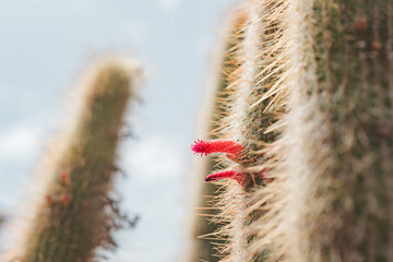 Close-up of red Cleistocactus strausii flower and spines