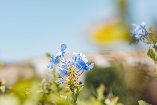 Close-Up of Cape Leadwort Blooming in Sunlit Garden