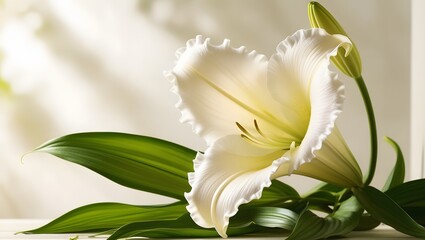 Fototapeta premium Pure White Lily in Tranquil Atmosphere