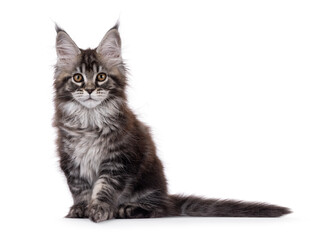 Fototapeta premium Adorable black tabby Maine Coon cat kitten, sitting up side ways. Looking straight to camera. Isolated on a white background.