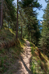 Obraz premium Walk with me through the Tirol green forest during Spring with sun light through the trees