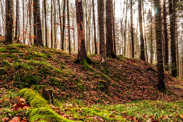 Obraz premium Landscapes - Forest - Europe, Romania, Suceava region