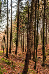 Obraz premium Landscapes - Forest - Europe, Romania, Suceava region