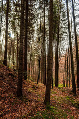 Obraz premium Landscapes - Forest - Europe, Romania, Suceava region