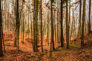 Obraz premium Landscapes - Forest - Europe, Romania, Suceava region