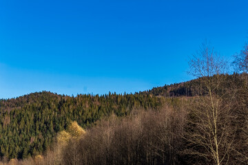 Obraz premium Landscapes - Forest - Europe, Romania, Suceava region