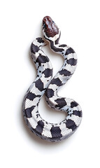 Snake isolated on white background