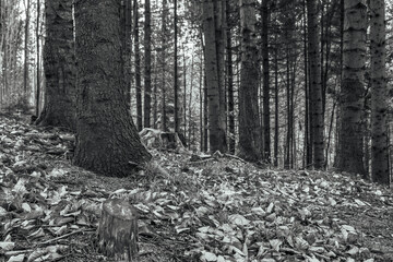 Fototapety na wymiar - Fototapeta24.pl