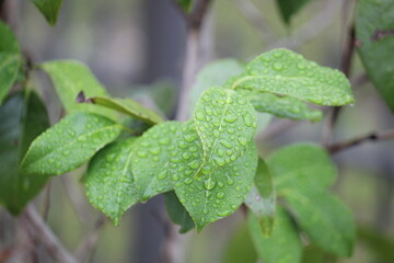Image of water droplets on leaves blooming on the Daecheongcheon trail