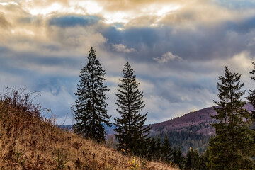 Landscapes - Forest - Europe, Romania, Suceava region