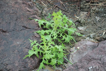 Obraz premium Image of water droplets on grass blooming on the Daecheongcheon trail
