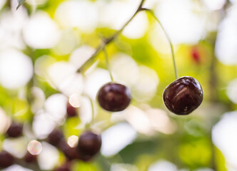 Detail of ripe red sour cherries on tree