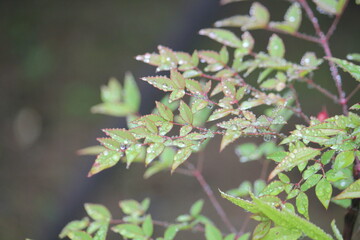 Image of water droplets on beautiful namcheon leaves blooming on the Daecheongcheon trail