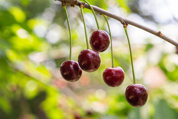Detail of ripe red sour cherries on tree
