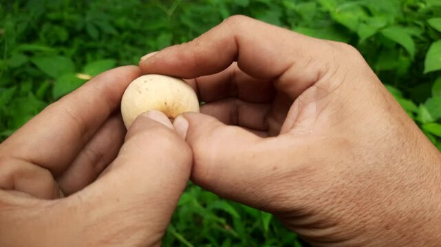 A close-up shot of a person peeling a langsat fruit with their hand against