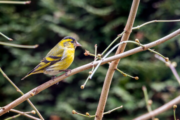 Siskin male - czyż ptak samiec - Spinus spinus. European siskin bird rests on bare branche. natural surroundings. © AFilipczuk