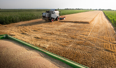 Obraz premium Harvester working in wheatfield at sunset.