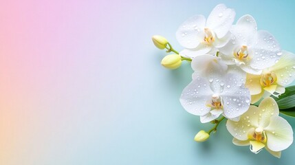Obraz premium Captivating White Orchid Bloom with Dew Drops on Soft Pastel Background