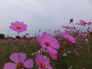 秋の訪れコスモスの花一面に咲く（奈良）日本
