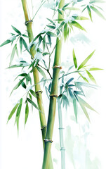 Obraz premium bamboo trees