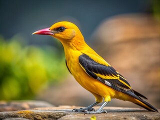 Fototapeta premium Golden Oriole on Gray Concrete: A Striking Landscape Photography Capture of the Eurasian Golden Oriole (Oriolus oriolus) Showcasing Nature's Beauty and Fragility